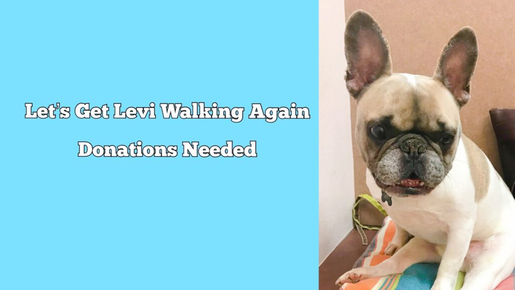 Help Levi Walk Again