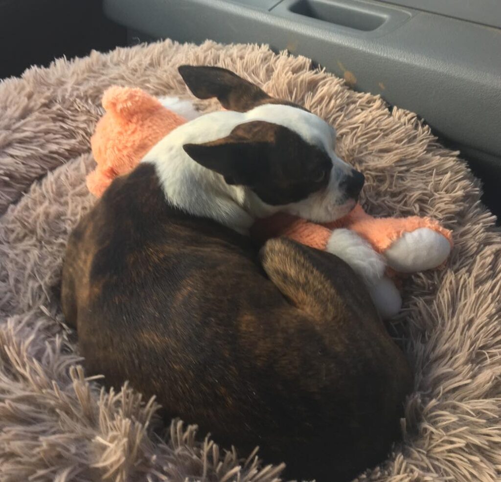 Patrick is on his way to his forever home