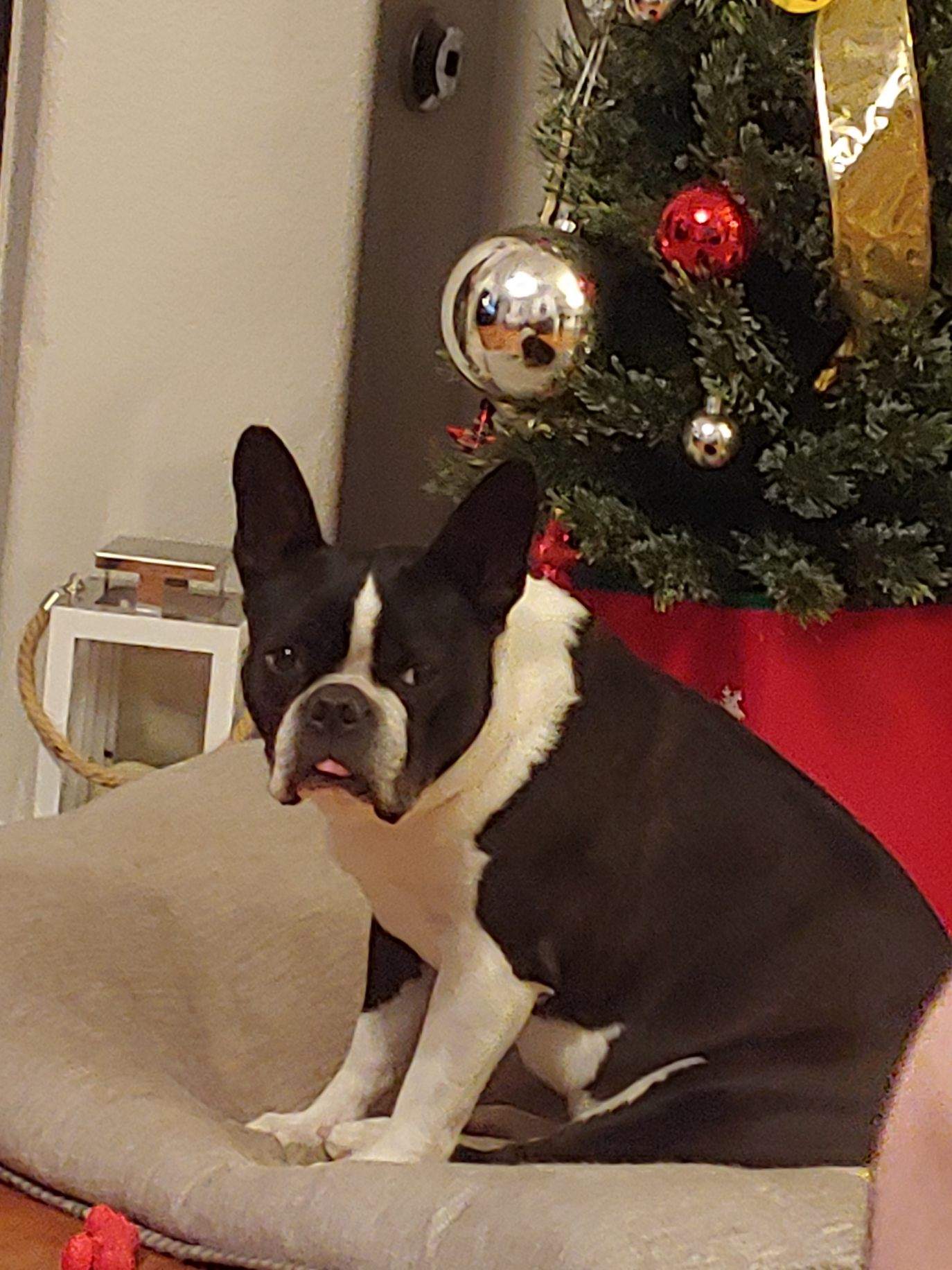 bandit-needs-a-forever-home-milagro