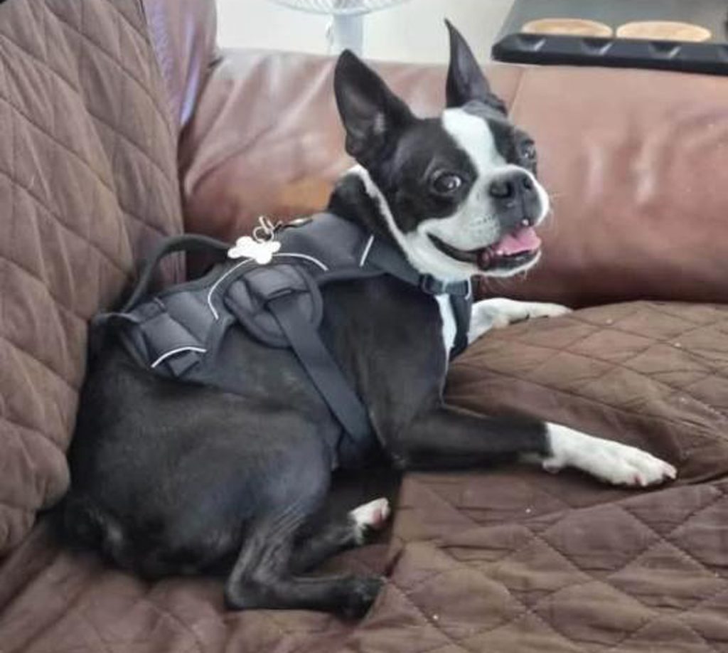 Bono is Looking for His Forever Home
