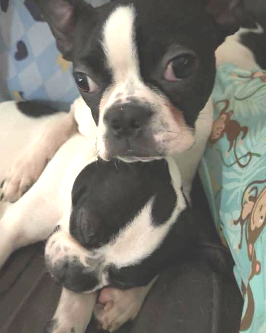 Penny and Paige Looking for Furever Home