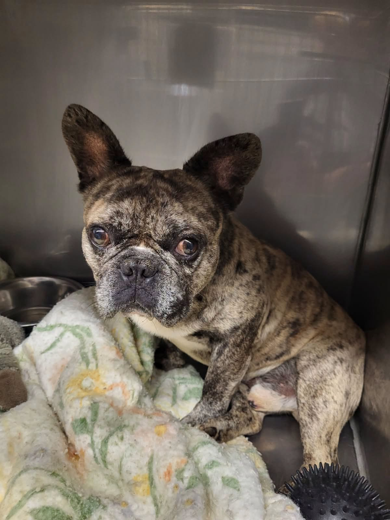 Needs a Foster