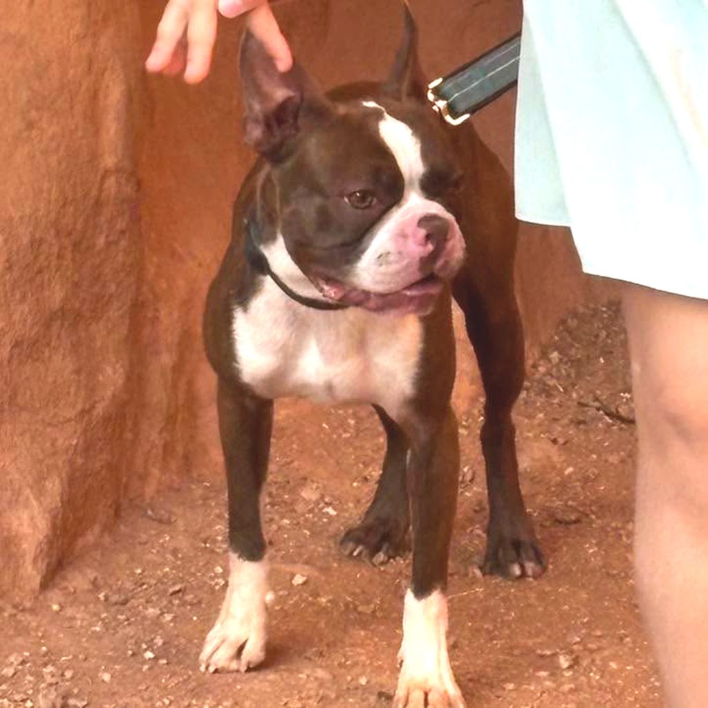 Foster needed ASAP for this young male.