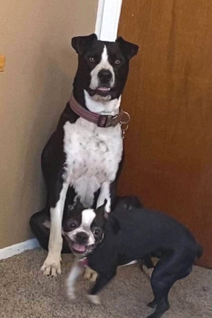 Lola and Tugboat Need a Loving Forever Home Together