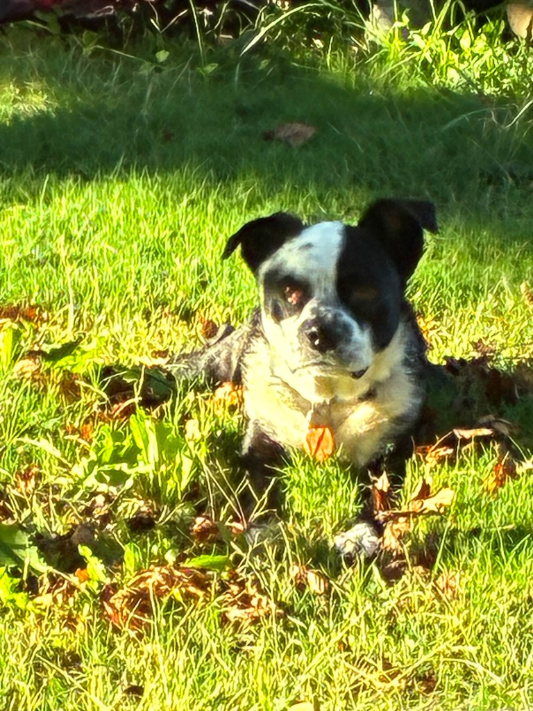 ZORRO